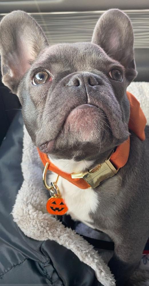 Jack O