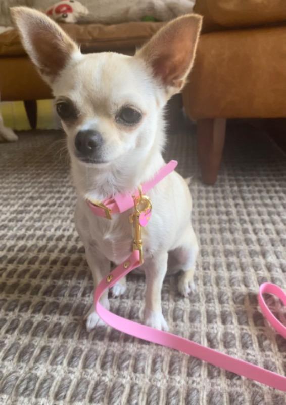 Pretty Pink Collar - Customer Photo From Debbie and Minnie