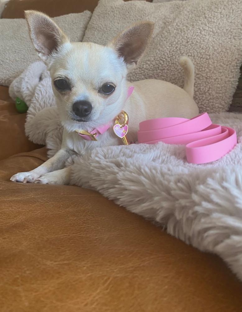 Leash Pretty Pink - Customer Photo From Debbie and Minnie