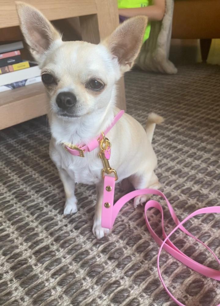 Leash Pretty Pink - Customer Photo From Debbie and Minnie