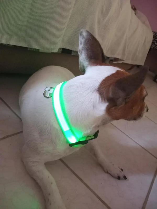 LED kutya nyakörv (USB töltés) - Customer Photo From József