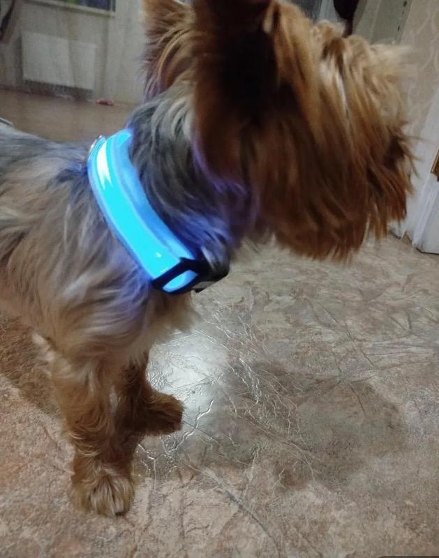 LED kutya nyakörv (USB töltés) - Customer Photo From Andrea