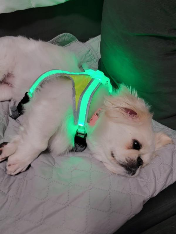 LED kutya hám - Customer Photo From Beatrix