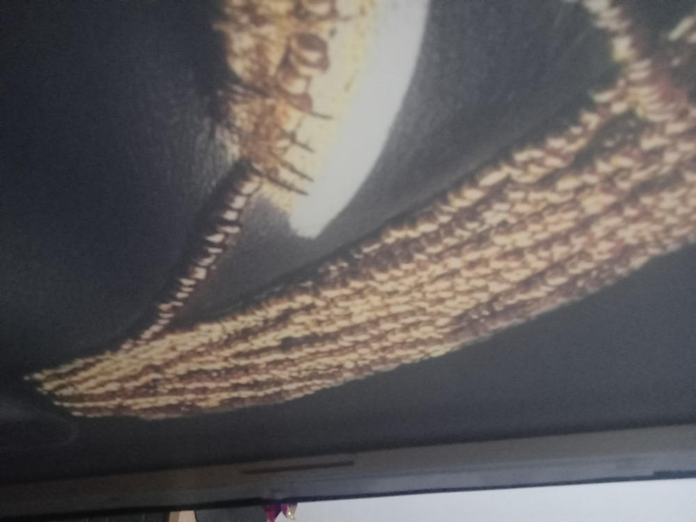 Tablou canvas - Femeie africana cu parul de aur - Customer Photo From Mihaela M.