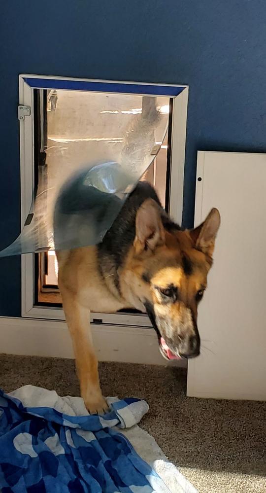 Hale Pet Doors for Walls - Customer Photo From Patty Pirko