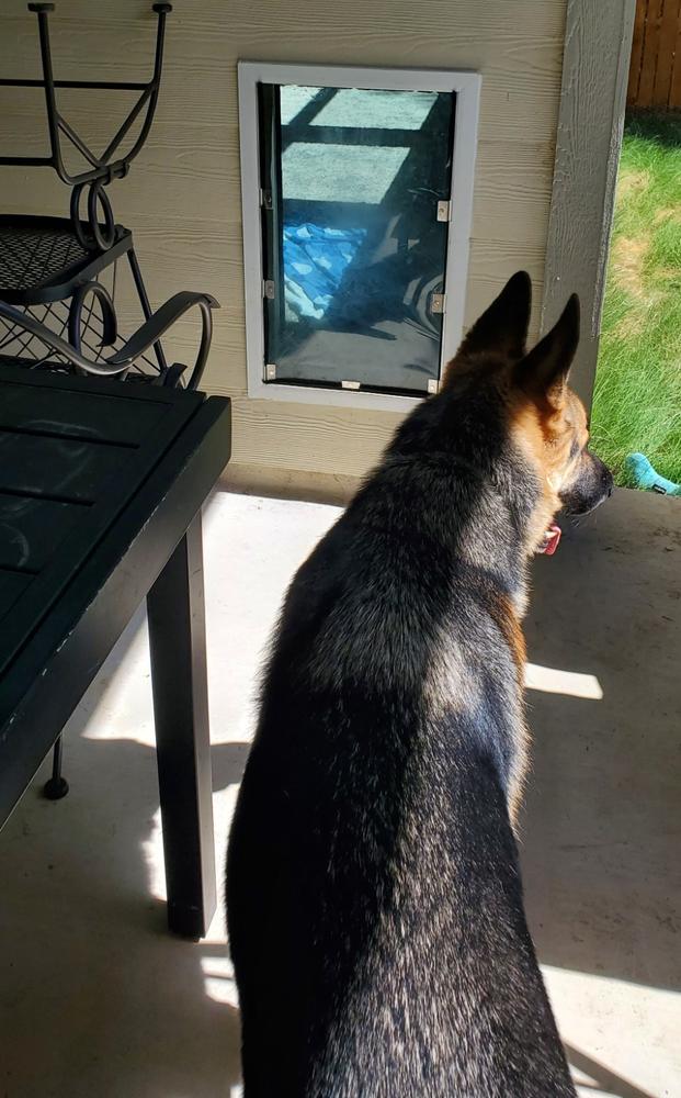 Hale Pet Doors for Walls - Customer Photo From Patty Pirko