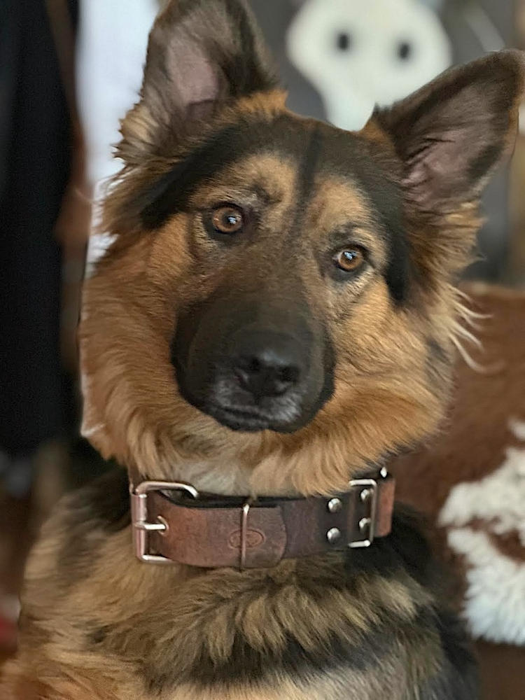 Big Dog Adjustable 1.5" Leather Martingale Chain Dog Collar - Customer Photo From Mika Stickford