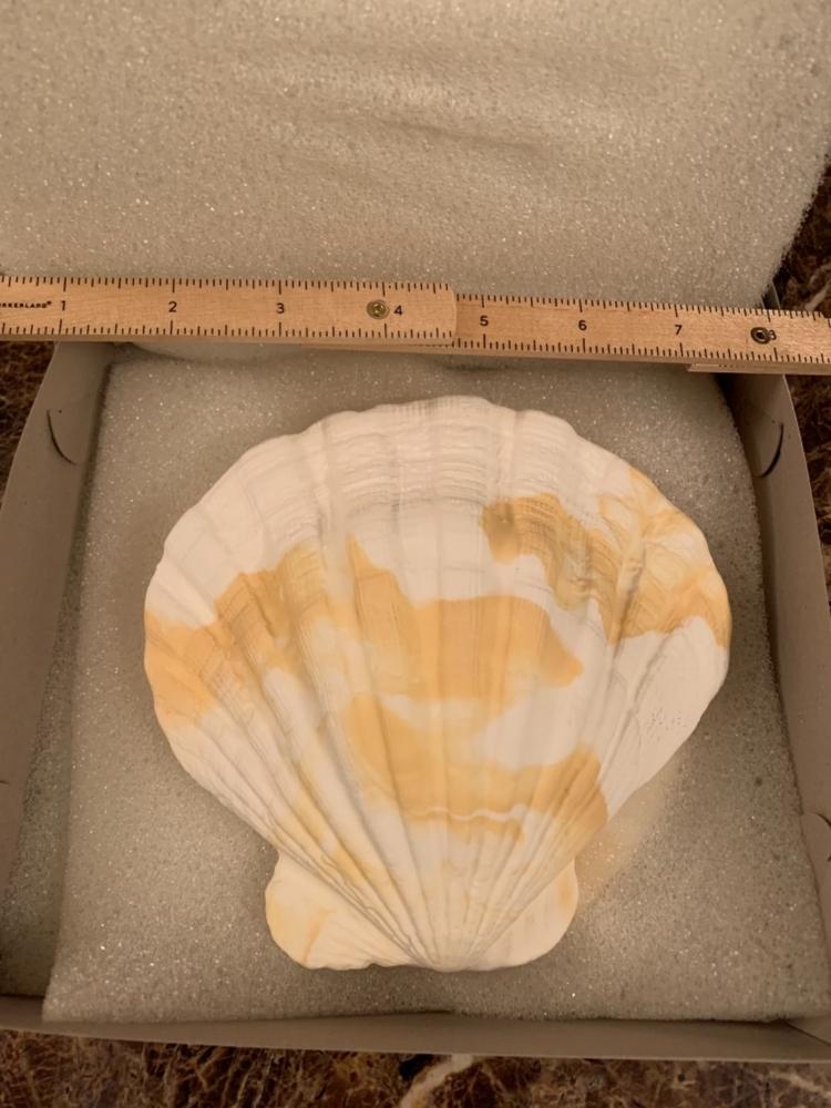 Large Clam Shells - Customer Photo From Shara H.