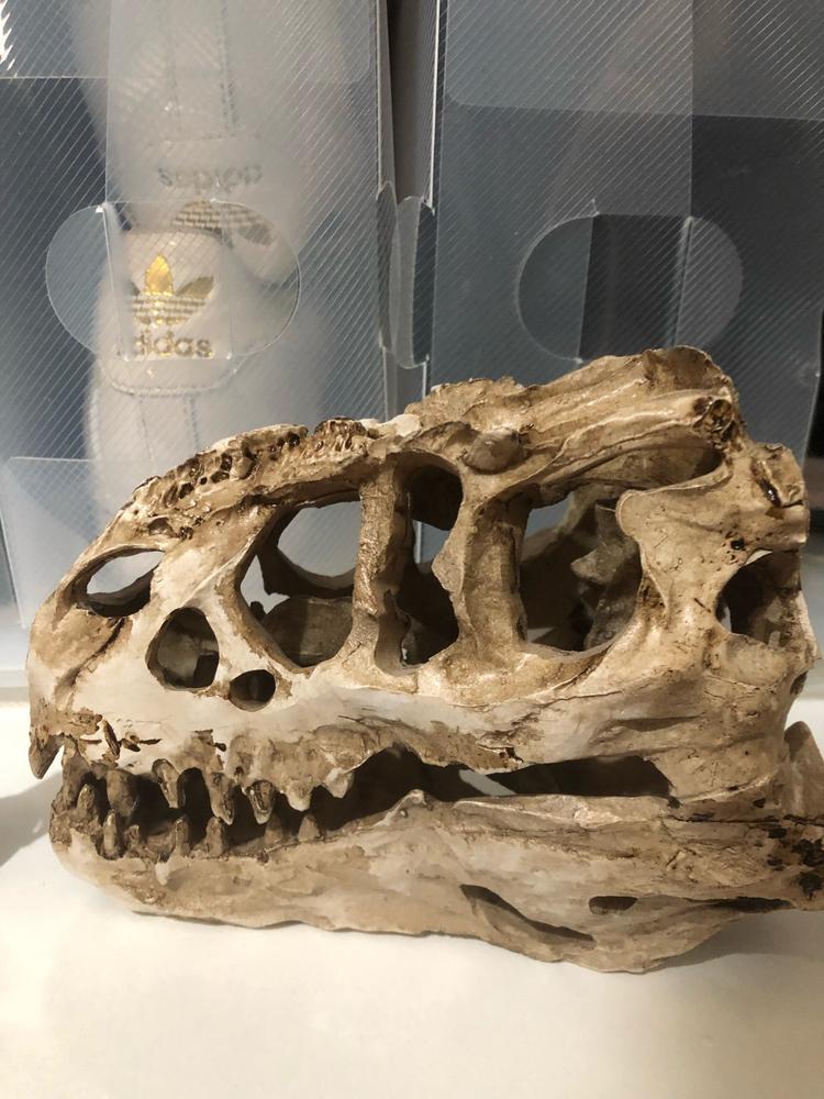 Dinosaur Skull Fossil Decoration - Customer Photo From A***r