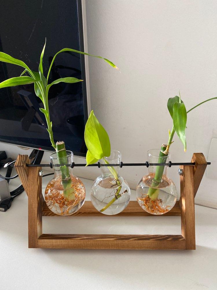 Rustic Bulb Planter Terrarium with Wooden Stand (Various Sizes) - Customer Photo From R***Z
