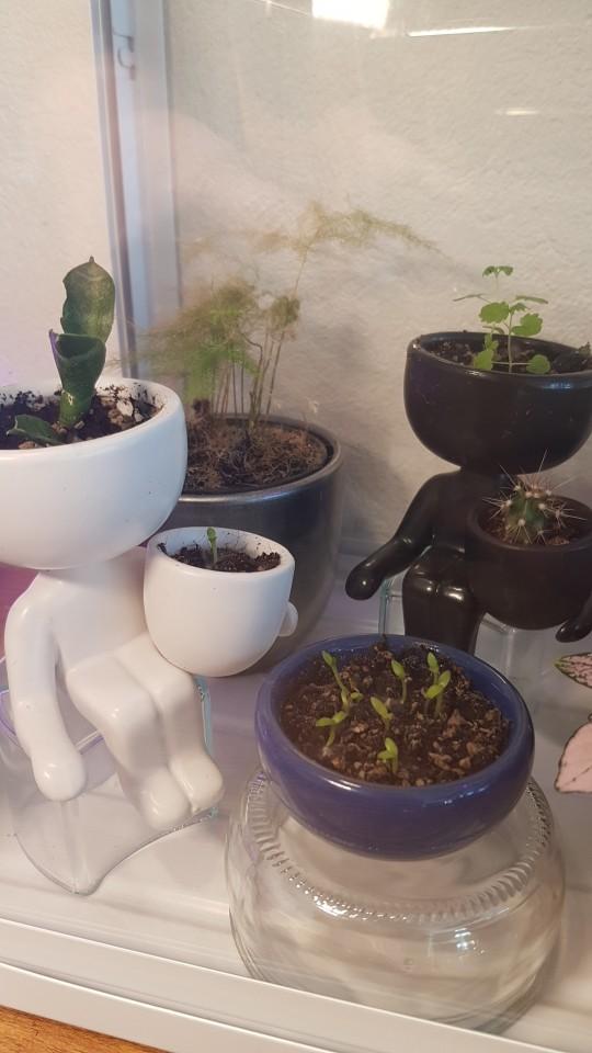 Ceramic Figurine Planter Flower Pot (Various Designs) - Customer Photo From Anonymous