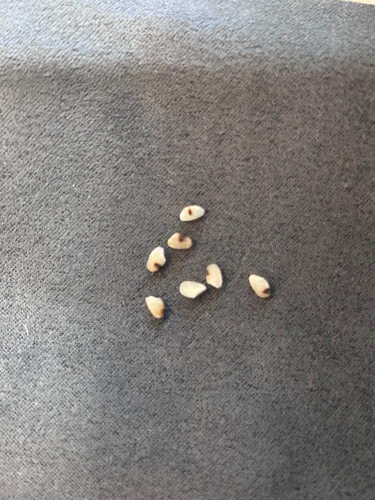 Golden Queen III [100% Korean Rice; Freshly Milled in New York] - Customer Photo From Lenna