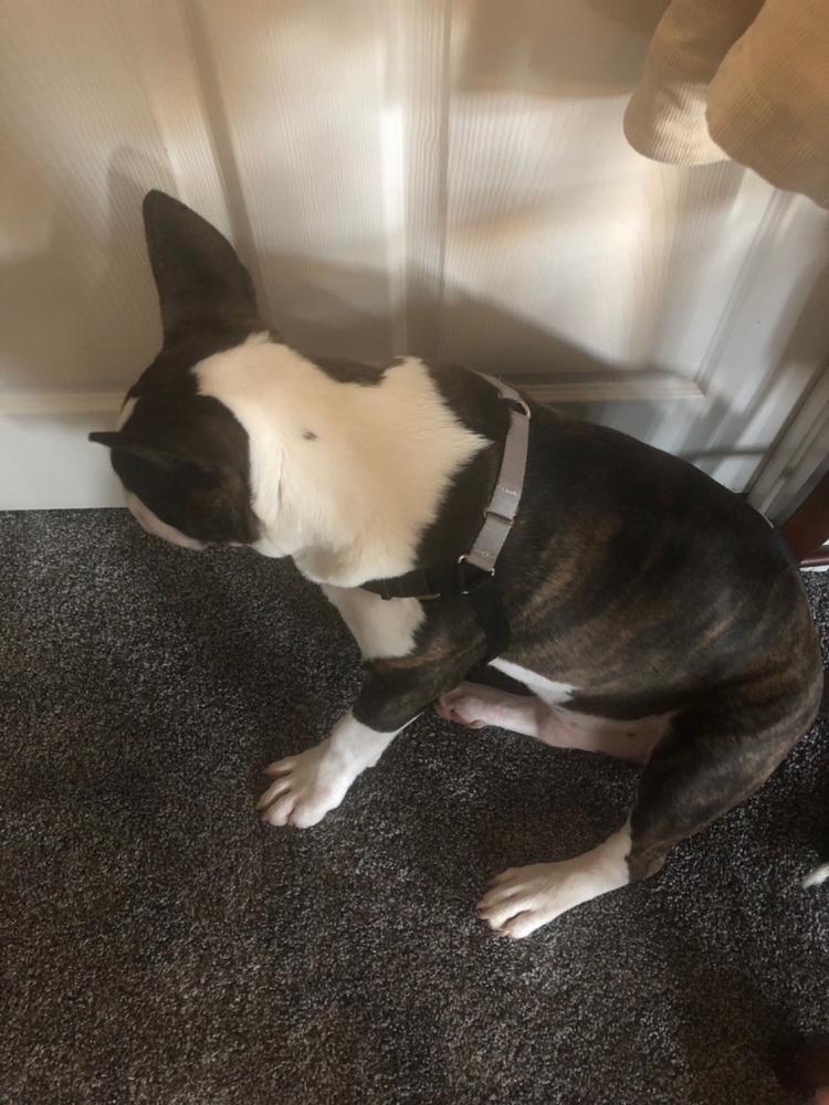 Wonder Walker™ Body Halter© NoPull Dog Harness