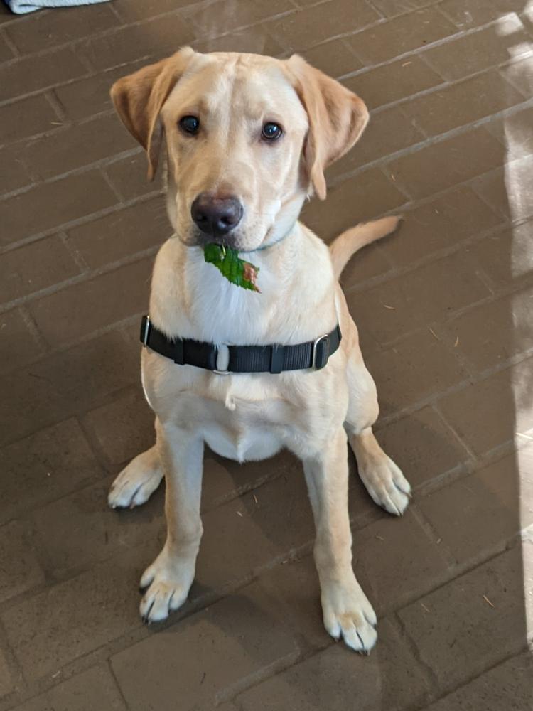 Wonder Walker™ Body Halter© NoPull Dog Harness