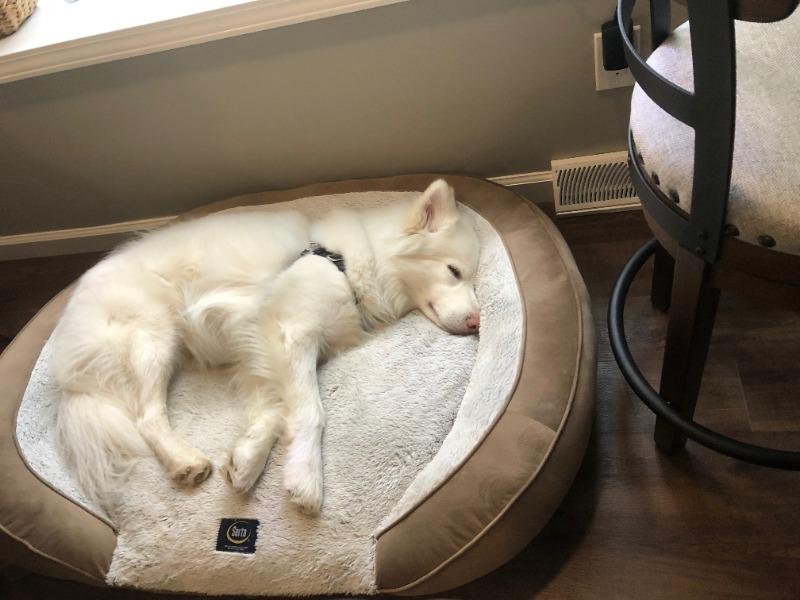 Wonder Walker™ Body Halter© NoPull Dog Harness