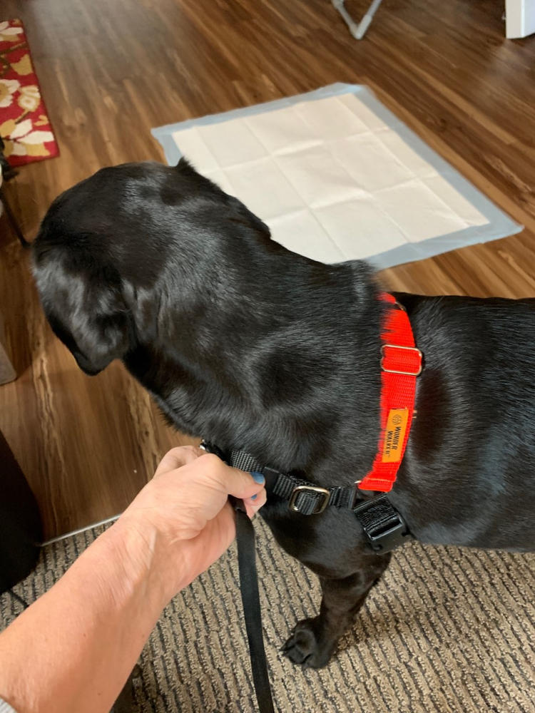 Wonder Walker™ Body Halter© NoPull Dog Harness