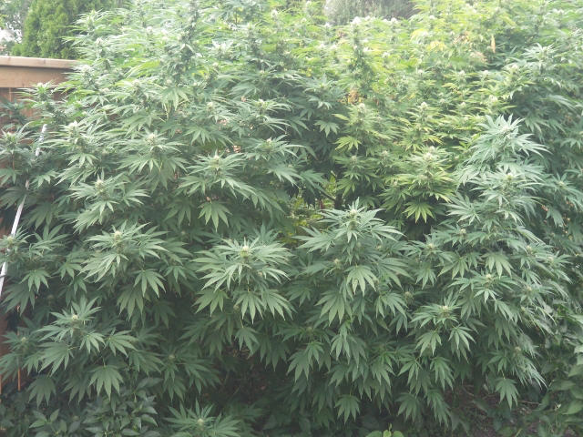 Al Hociema Moroccan Hash - 28 Grams - Customer Photo From John Nevills