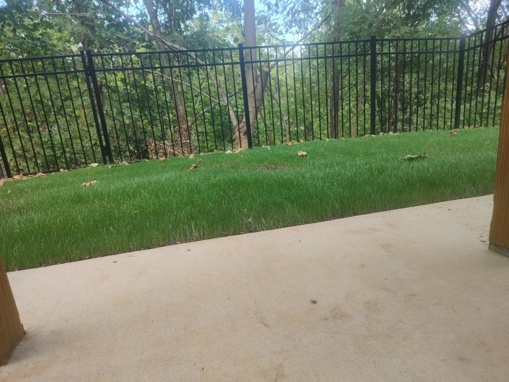 Super Turf II Grass Seed - Customer Photo From Adam Townsend