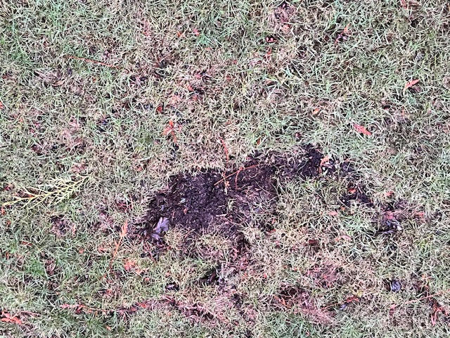 Super Turf II Grass Seed - Customer Photo From Bruce Keller