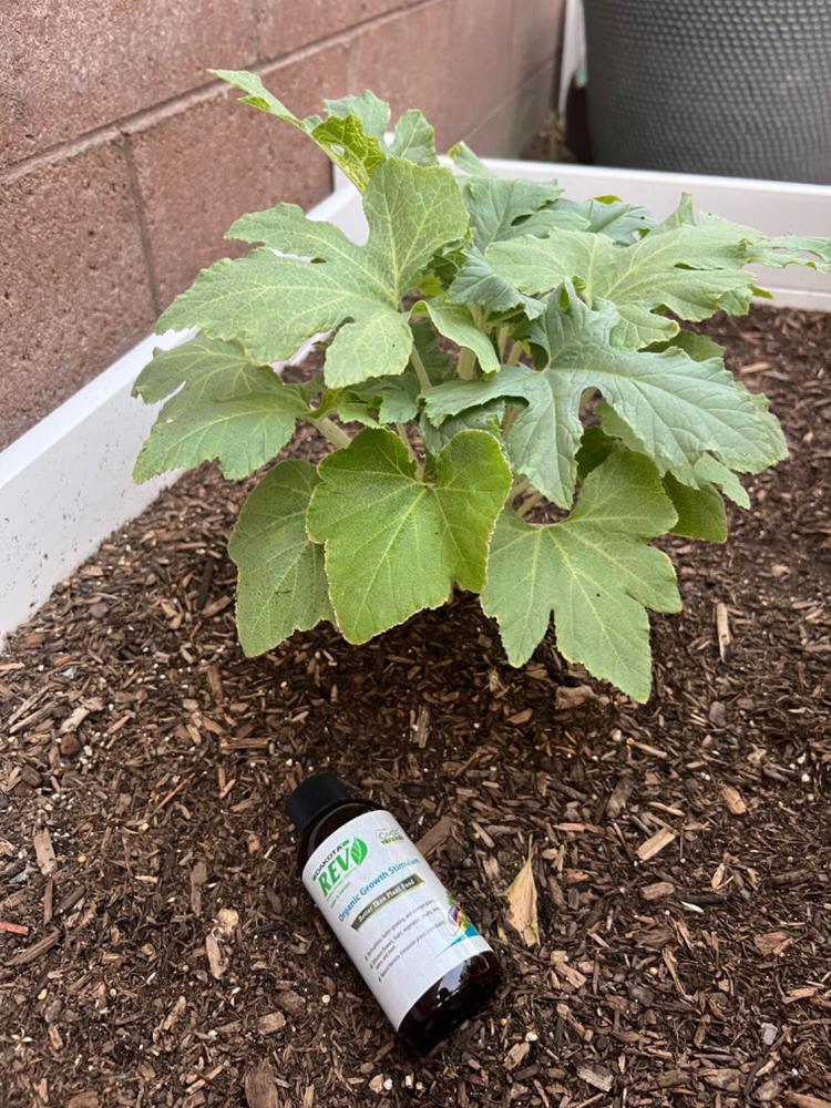 Organic REV Liquid Plant Food 4oz Trial Size - Customer Photo From Alma T.