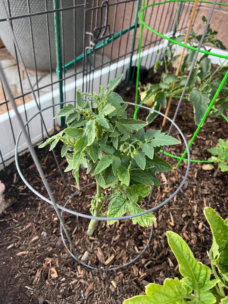 Organic REV Liquid Plant Food 4oz Trial Size - Customer Photo From Alma T.