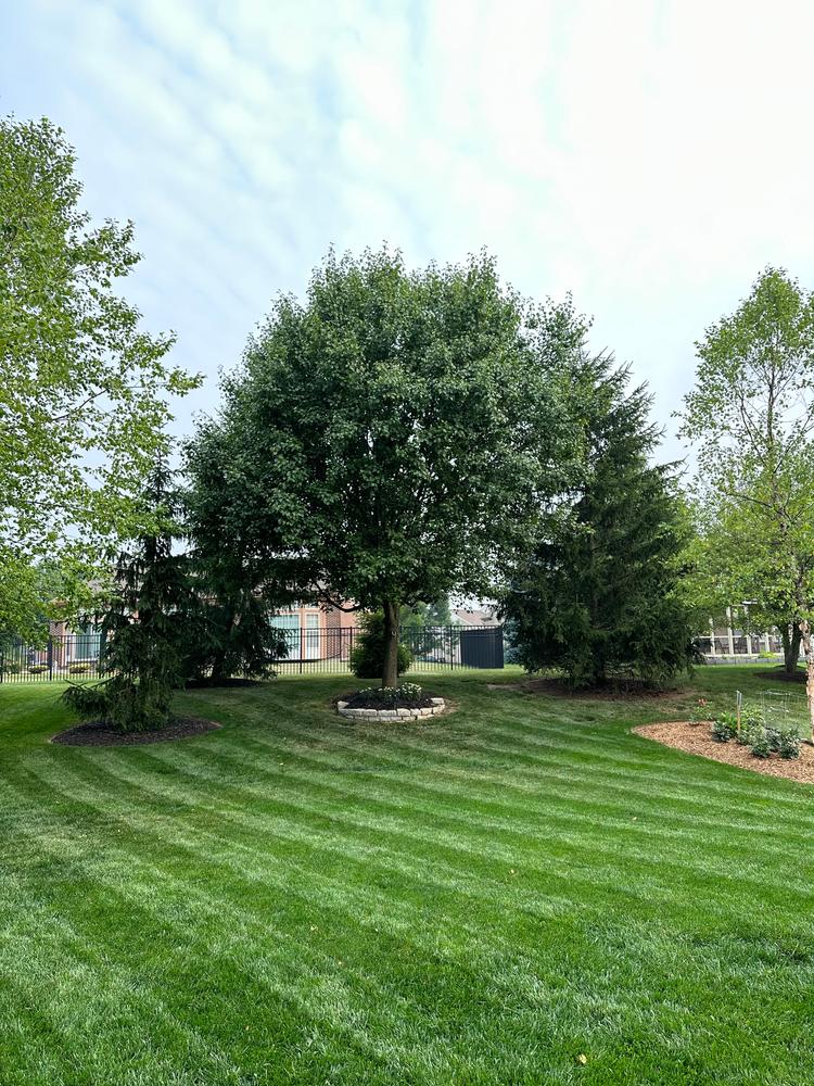 Hydra Chargeâ„¢ Biosolid Fertilizer Plus Surfactant - Customer Photo From Dad’s Lawn