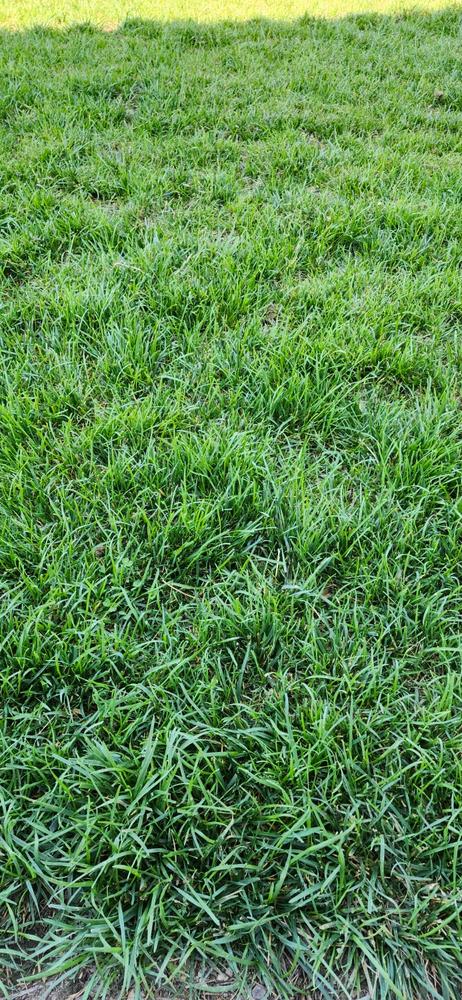 LawnboxÂ® Fall Fixâ„¢ - Customer Photo From Adrian Monterrosa