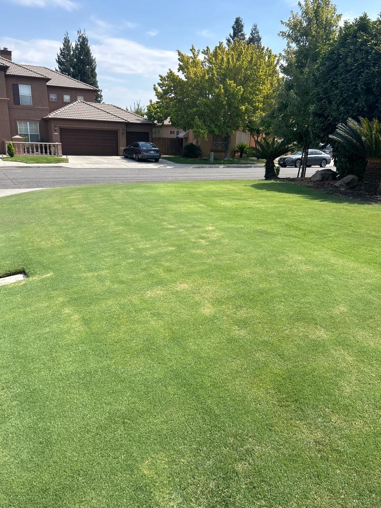 DGL Dark Green Lawn™ - Customer Photo From Don