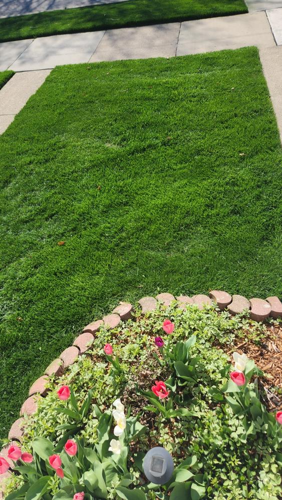 Surge Weed & Feed - Customer Photo From mary duggan