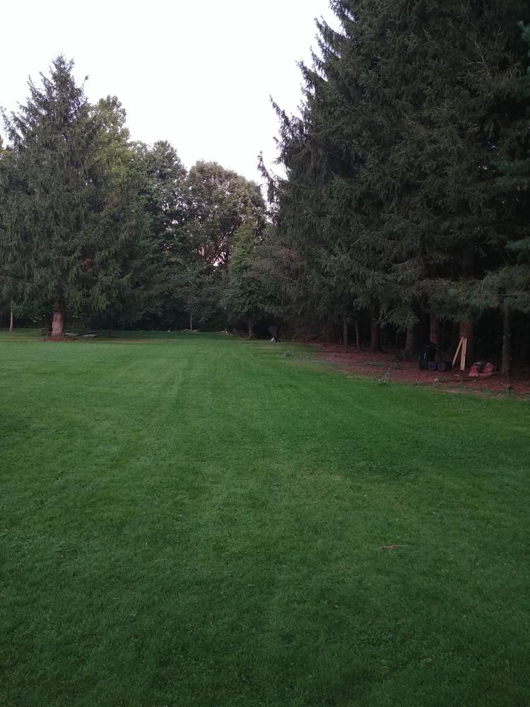 Surge Weed & Feed - Customer Photo From Roger Hernandez