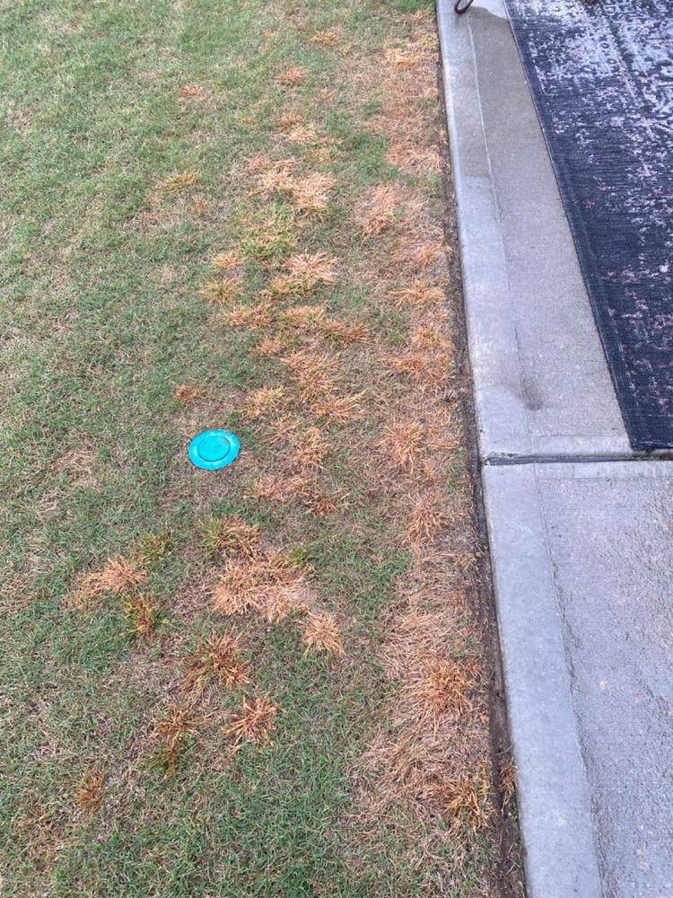 Surge Weed & Feed - Customer Photo From Kent Fiedor