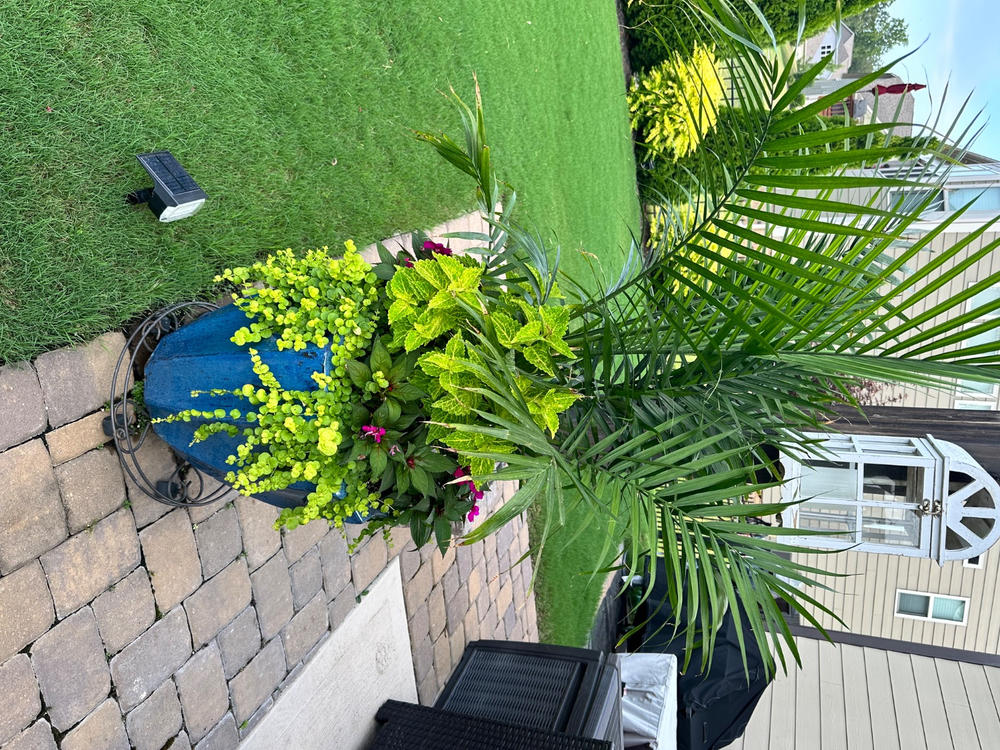 DuoCide® - Customer Photo From Bonnie Pollay