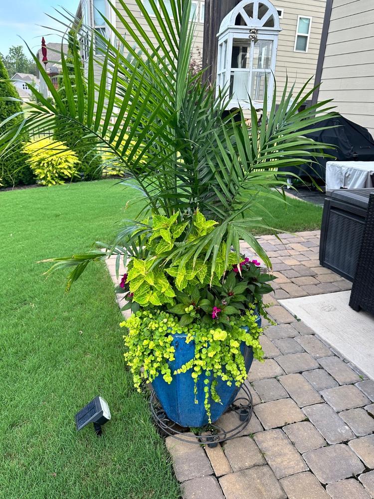 DuoCide® - Customer Photo From Bonnie Pollay