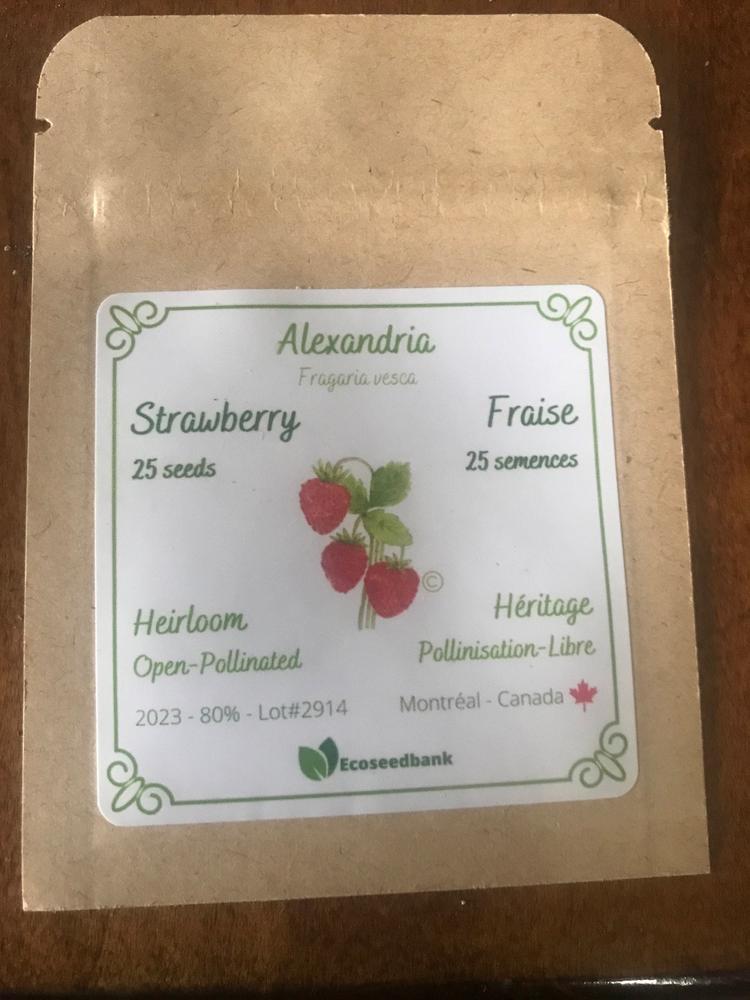 Alexandria Strawberry Seeds - Customer Photo From Sylvain D