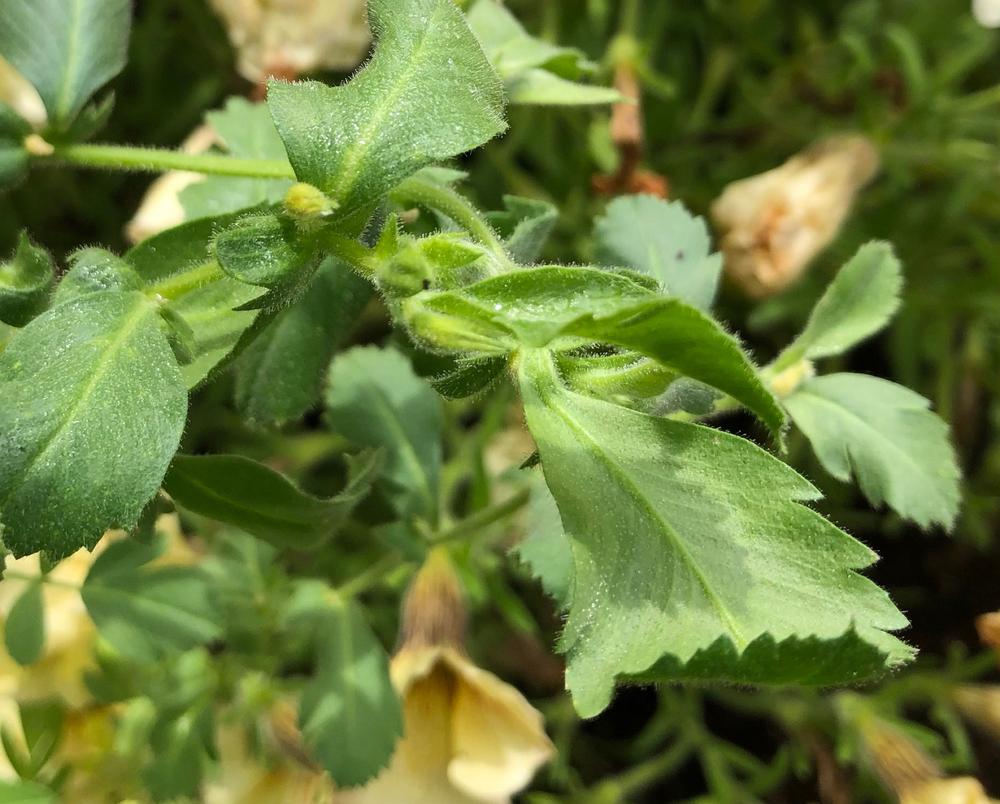 Garbanzo Chickpea - Bean Seeds | Ecoseedbank Canada