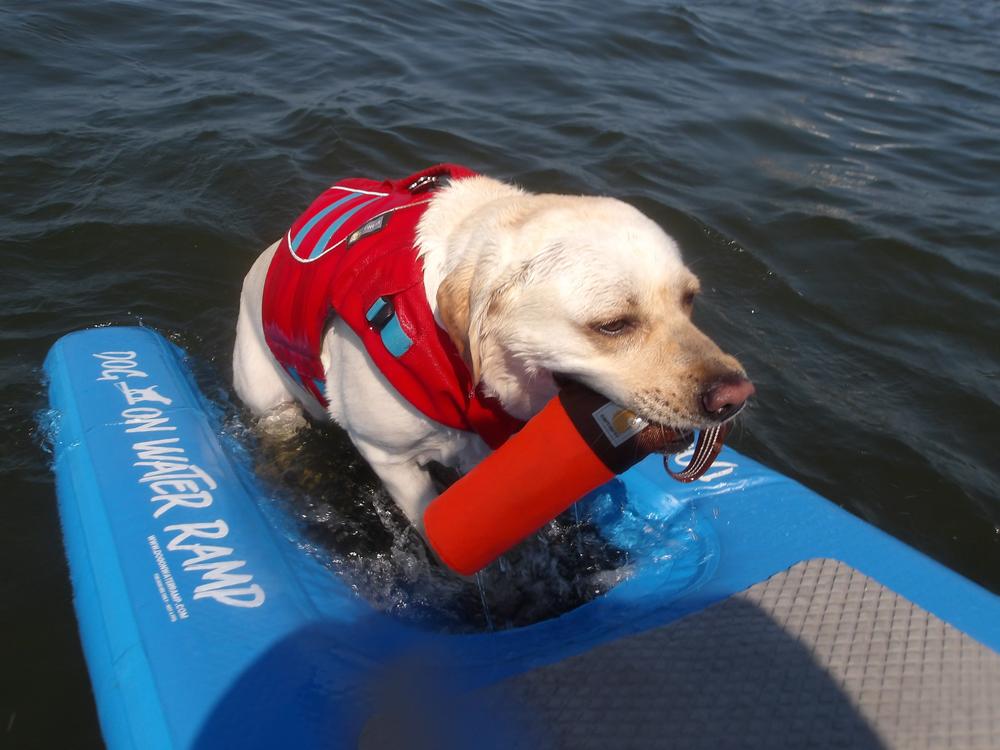 Dog On Water Ramp - Customer Photo From Capt. Matt 