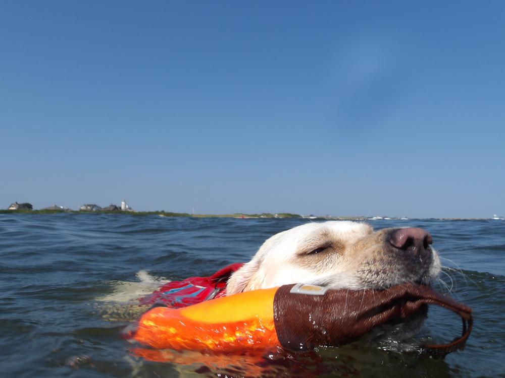 Dog On Water Ramp - Customer Photo From Capt. Matt 