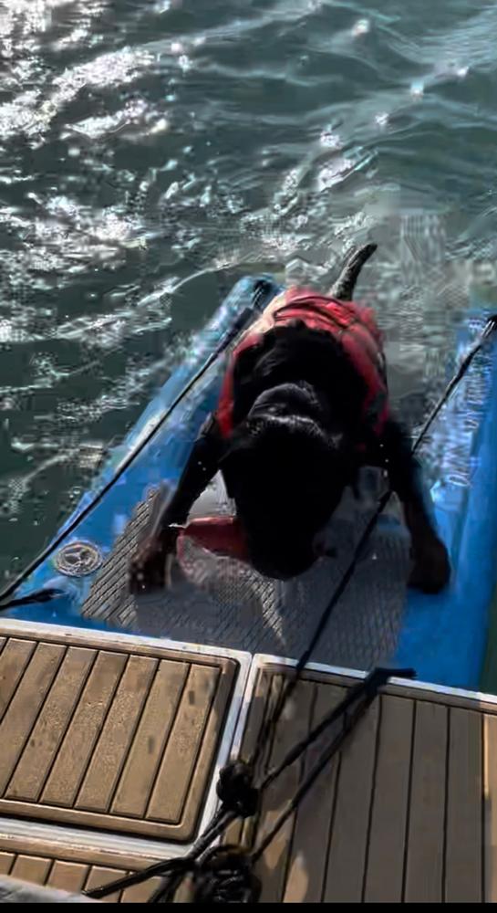 Dog On Water Ramp - Customer Photo From Jeff Johnston
