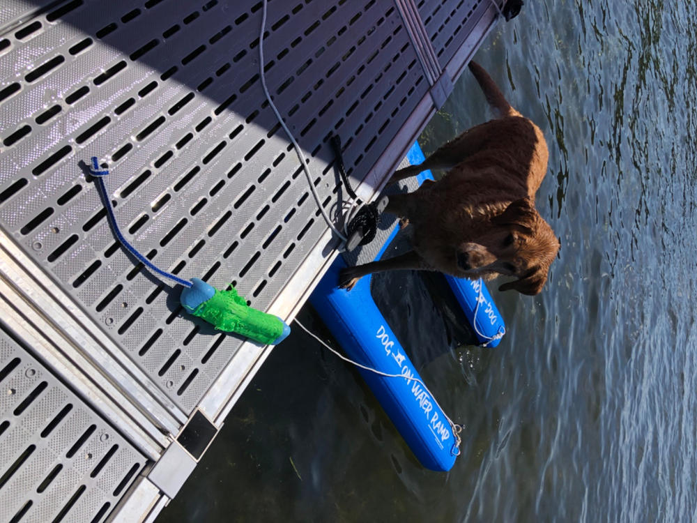Dog On Water Ramp - Customer Photo From Sue Hermitage