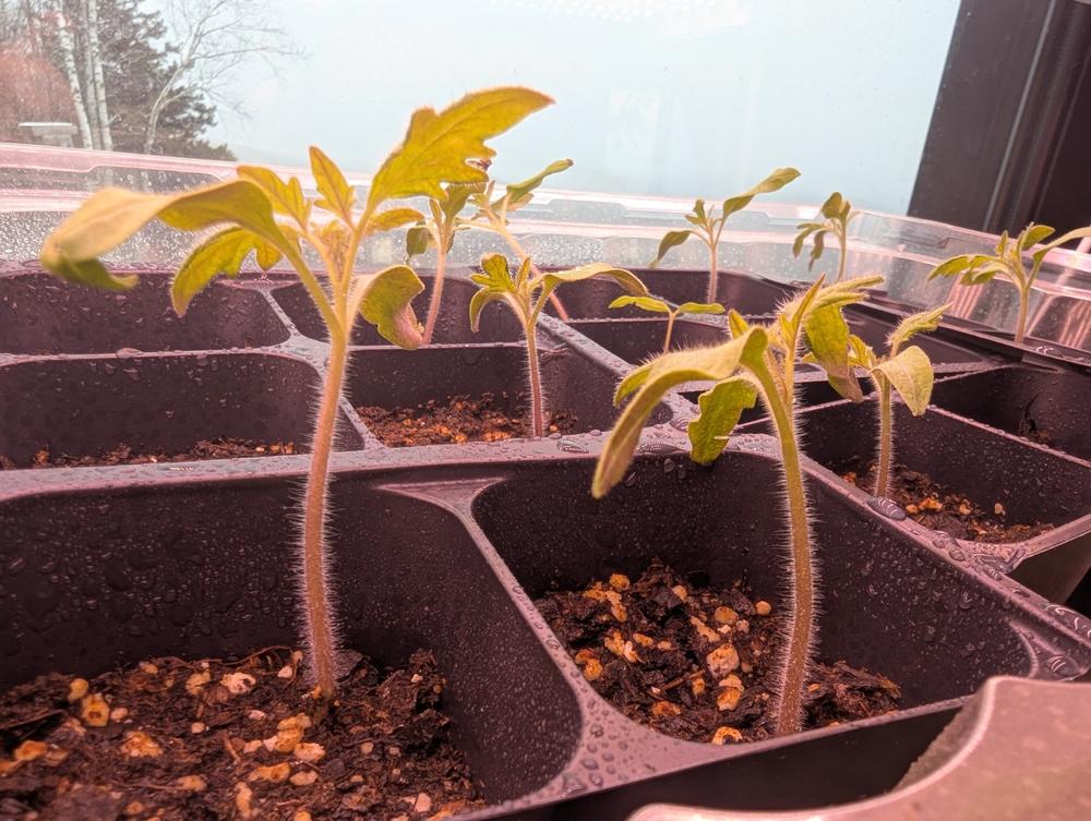 SuncoGrow LED Grow Light, 4ft, 40W Full Spectrum, Linkable - Customer Photo From Michael Holder