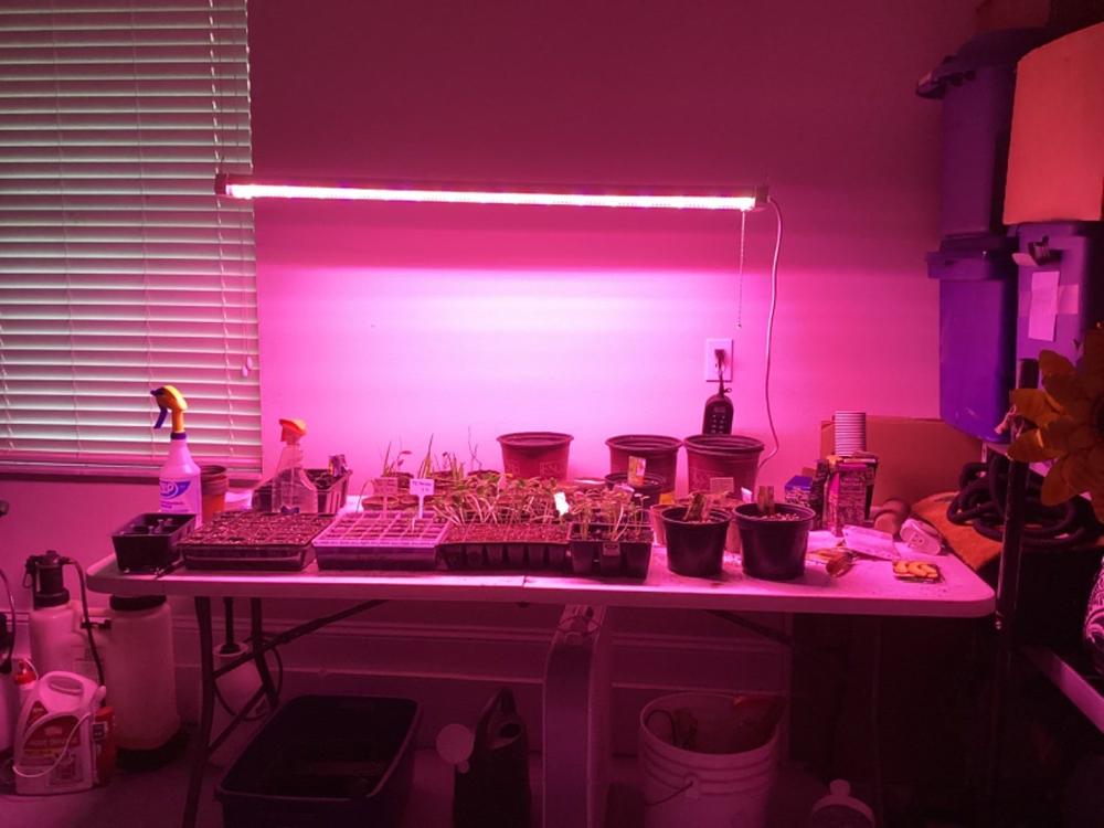 SuncoGrow LED Grow Light, 40W Full Spectrum, Linkable - Customer Photo From Terry Frazier