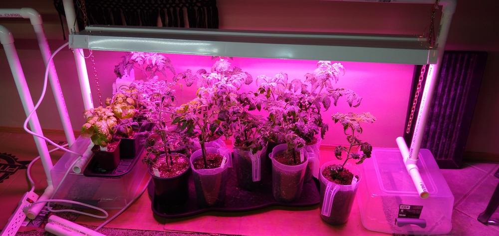 SuncoGrow Full Spectrum LED Grow Light, 80W, Linkable - Customer Photo From Beckie Williams