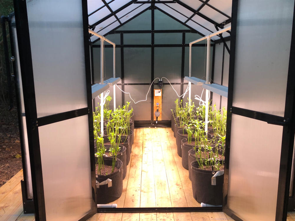 SuncoGrow Full Spectrum LED Grow Light, 80W, Linkable - Customer Photo From John Bertucci