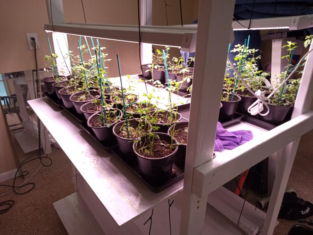 SuncoGrow Full Spectrum LED Grow Light, 4ft, 80W, Linkable - Customer Photo From Paul OHern