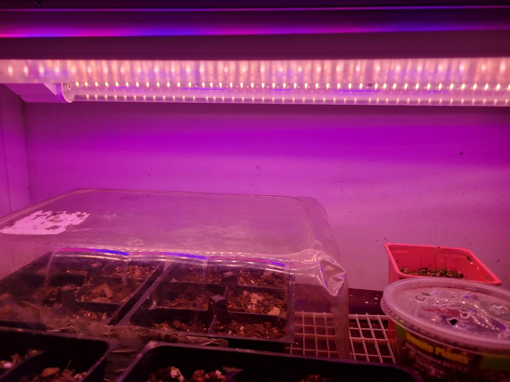 SuncoGrow, LED Grow Light, 2ft, 20W Full Spectrum, Linkable - Customer Photo From Joshua Zirkle