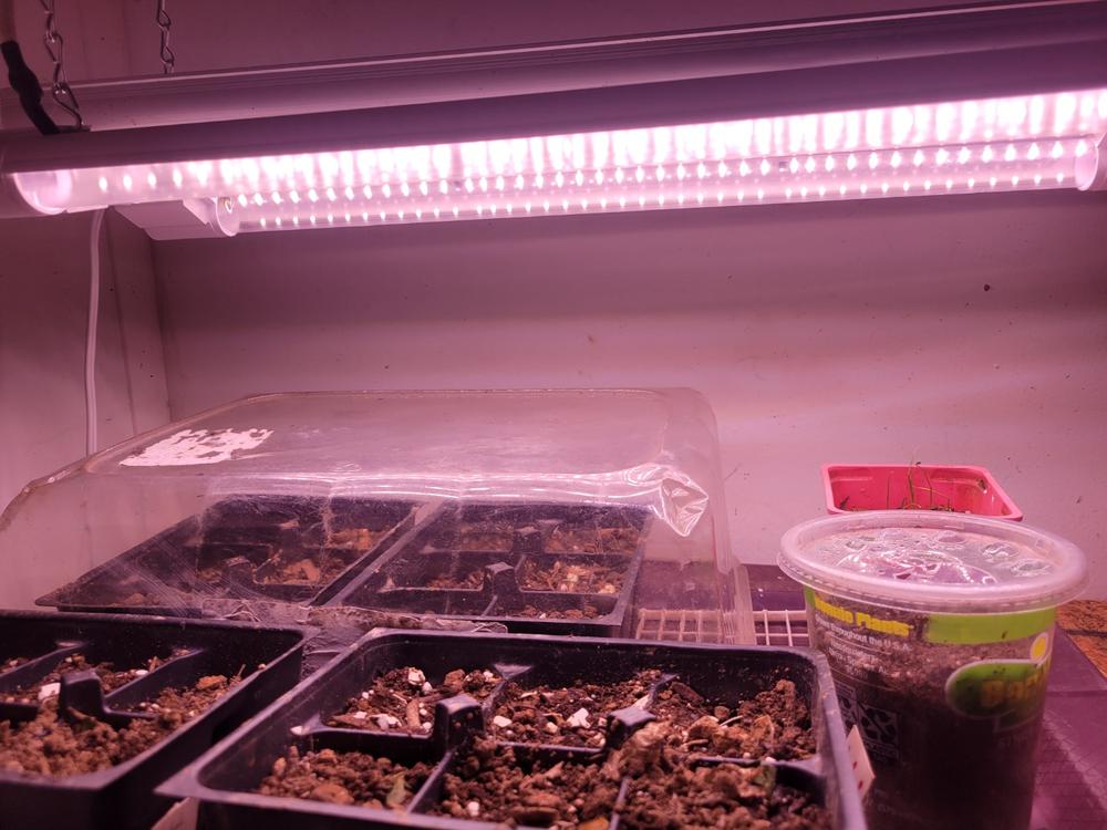 SuncoGrow, LED Grow Light, 2ft, 20W Full Spectrum, Linkable - Customer Photo From Joshua Zirkle