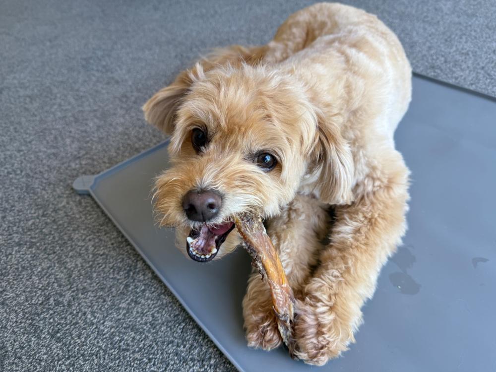 Golden Tendons 1kg - NZ Dog Chews - Customer Photo From Anonymous