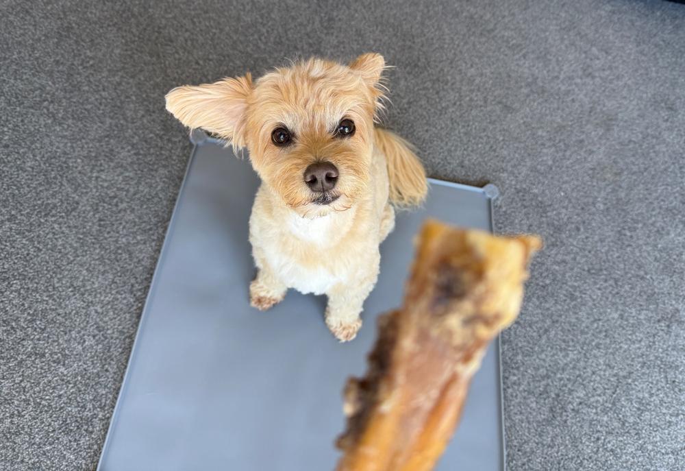 Golden Tendons 1kg - NZ Dog Chews - Customer Photo From Anonymous