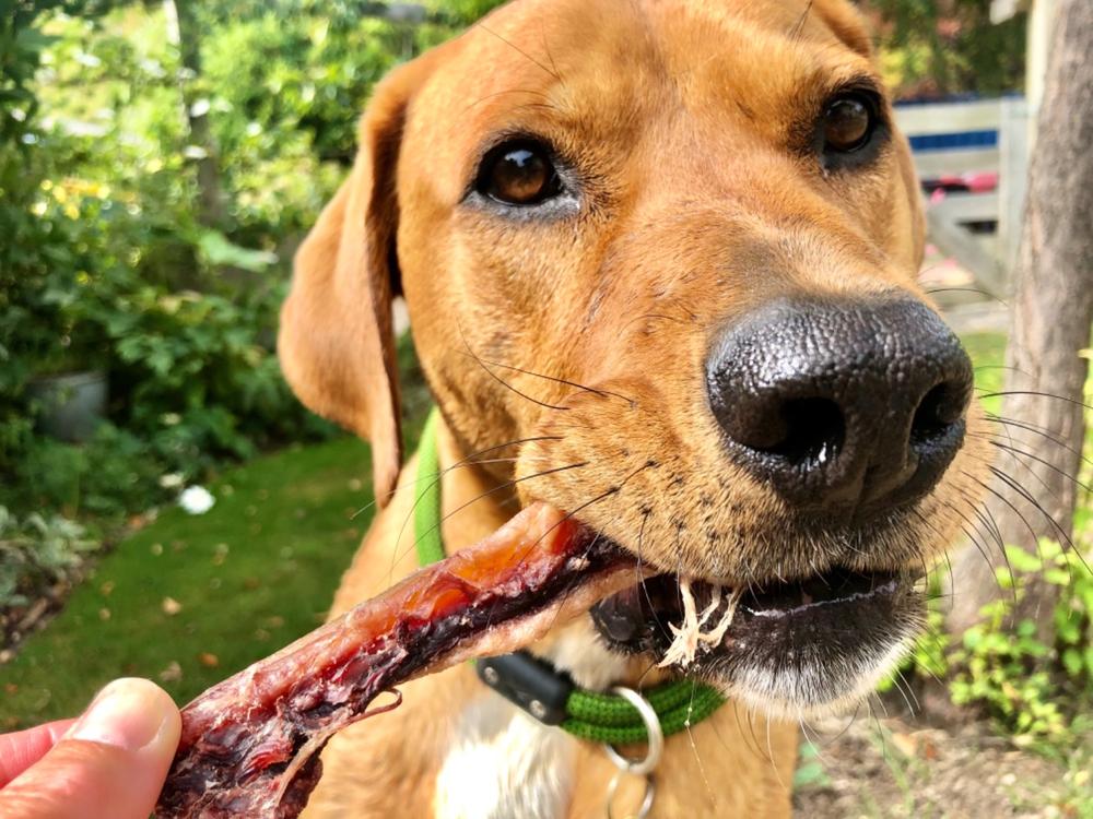 Meaty Tendons 442g - Dog Chews - Customer Photo From Merran Kavanagh