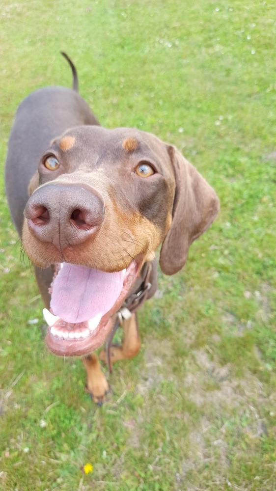 Meaty Tendons 442g - Dog Chews - Customer Photo From Anonymous